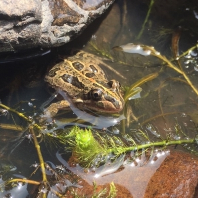 Limnodynastes tasmaniensis (Spotted Grass Frog) at Mount Clear, ACT - 20 Jan 2019 by AndrewCB