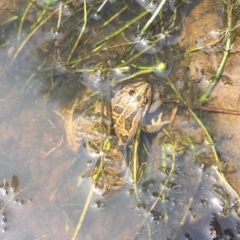 Limnodynastes tasmaniensis at Mount Clear, ACT - 20 Jan 2019