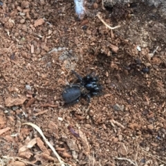 Hexathelidae (family) (Funnelweb spider) at Mount Clear, ACT - 19 Jan 2019 by AndrewCB