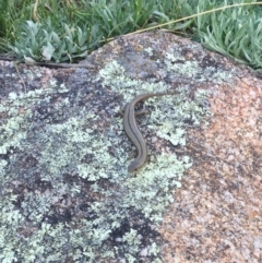 Acritoscincus duperreyi (Eastern Three-lined Skink) at Mount Clear, ACT - 19 Jan 2019 by AndrewCB