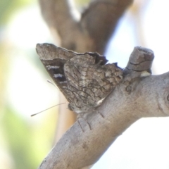 Ogyris olane (Broad-margined Azure) at Theodore, ACT - 8 Mar 2019 by Owen