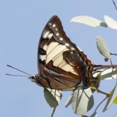 Charaxes sempronius (Tailed Emperor) at Theodore, ACT - 8 Mar 2019 by Owen