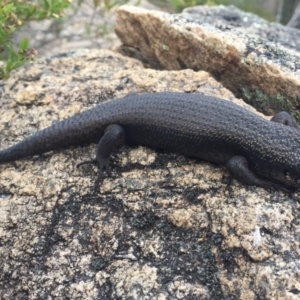 Egernia saxatilis at Tennent, ACT - 5 Mar 2018