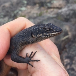 Egernia saxatilis at Tennent, ACT - 5 Mar 2018