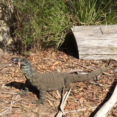 Varanus varius (Lace Monitor) at Bournda, NSW - 2 Apr 2018 by AndrewCB