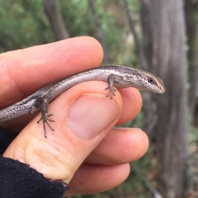 Pseudemoia entrecasteauxii (Woodland Tussock-skink) at Kosciuszko National Park - 27 Jan 2019 by AndrewCB