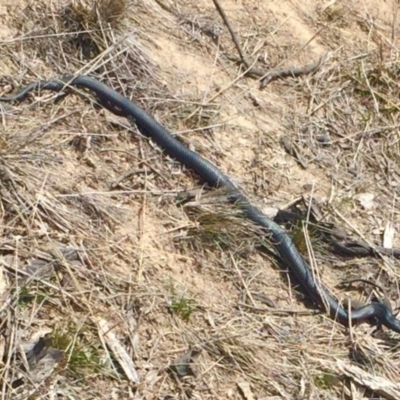 Pseudechis porphyriacus (Red-bellied Black Snake) at Stromlo, ACT - 8 Oct 2018 by AndrewCB