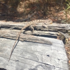 Amphibolurus muricatus (Jacky Lizard) at O'Connor, ACT - 9 Nov 2018 by AndrewCB