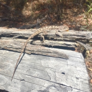 Amphibolurus muricatus at O'Connor, ACT - 9 Nov 2018