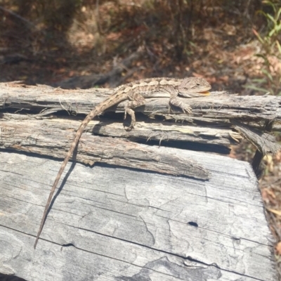 Amphibolurus muricatus (Jacky Lizard) at O'Connor, ACT - 9 Nov 2018 by AndrewCB