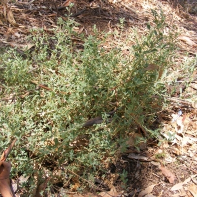 Atriplex semibaccata (Creeping Saltbush) at Campbell, ACT - 7 Mar 2019 by MichaelMulvaney