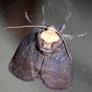 Discophlebia lucasii at Rosedale, NSW - 25 Feb 2019 09:29 PM