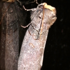 Discophlebia lucasii at Rosedale, NSW - 25 Feb 2019 09:29 PM