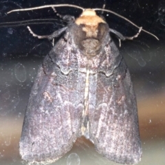 Discophlebia lucasii at Rosedale, NSW - 25 Feb 2019 09:29 PM