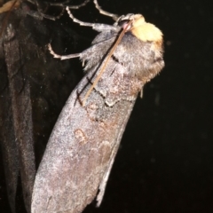Discophlebia lucasii at Rosedale, NSW - 25 Feb 2019 09:29 PM