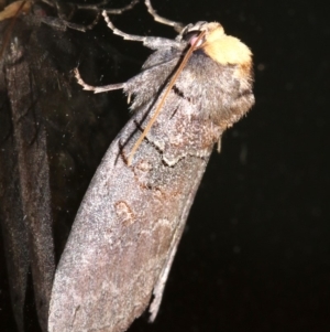 Discophlebia lucasii at Rosedale, NSW - 25 Feb 2019 09:29 PM