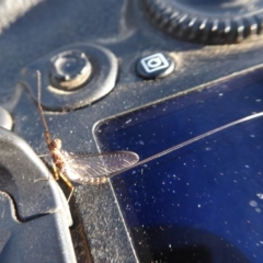 Ephemeroptera (order) (Unidentified Mayfly) at Cotter Reservoir - 8 Mar 2019 by Christine