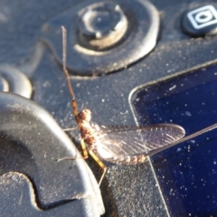 Ephemeroptera (order) at Paddys River, ACT - 8 Mar 2019