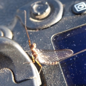 Ephemeroptera (order) at Paddys River, ACT - 8 Mar 2019 09:16 AM