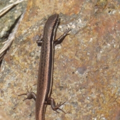 Morethia boulengeri (Boulenger's Skink) at Uriarra Village, ACT - 7 Mar 2019 by Christine