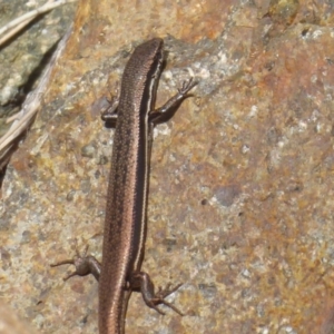 Morethia boulengeri at Uriarra Village, ACT - 8 Mar 2019