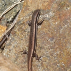 Morethia boulengeri at Uriarra Village, ACT - 8 Mar 2019