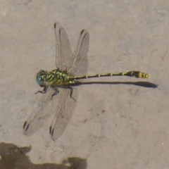 Austrogomphus australis (Inland Hunter) at Uriarra Village, ACT - 7 Mar 2019 by Christine