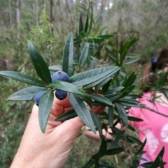 Santalum obtusifolium (Coastal Sandalwood) at Towamba, NSW - 8 Mar 2019 by stephskelton80