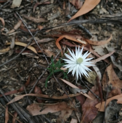 Helichrysum leucopsideum (Satin Everlasting) at Towamba, NSW - 8 Mar 2019 by stephskelton80