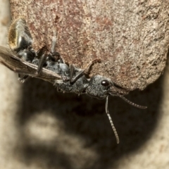 Myrmecia sp. (genus) (Bull ant or Jack Jumper) at Nicholls, ACT - 6 Mar 2019 by Alison Milton