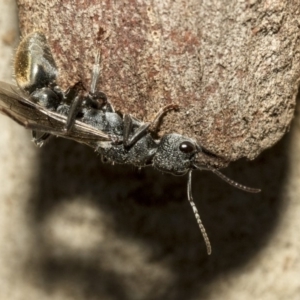 Myrmecia piliventris at Nicholls, ACT - 7 Mar 2019 10:45 AM