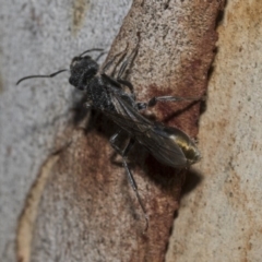 Myrmecia piliventris at Nicholls, ACT - 7 Mar 2019 10:45 AM