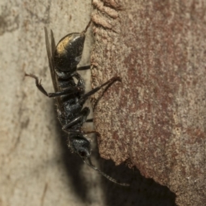 Myrmecia piliventris at Nicholls, ACT - 7 Mar 2019 10:45 AM