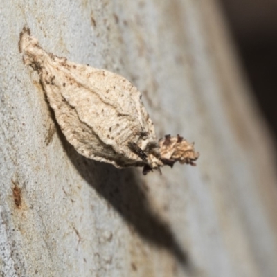 Hyalarcta nigrescens (Ribbed Case Moth) at Nicholls, ACT - 6 Mar 2019 by AlisonMilton