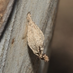 Hyalarcta nigrescens at Nicholls, ACT - 7 Mar 2019