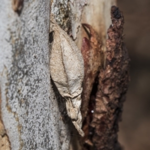 Hyalarcta nigrescens at Nicholls, ACT - 7 Mar 2019 10:54 AM