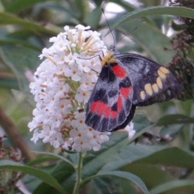 Delias harpalyce (Imperial Jezebel) at Hughes, ACT - 8 Mar 2019 by JackyF