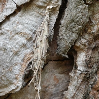 Metura elongatus (Saunders' case moth) at Deakin, ACT - 5 Mar 2019 by JackyF