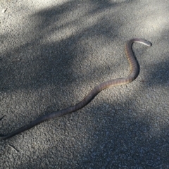 Notechis scutatus (Tiger Snake) at Burragate, NSW - 7 Mar 2019 by stephskelton80