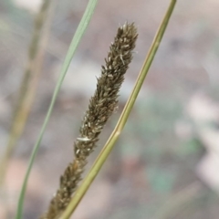 Sporobolus creber (Slender Rat's Tail Grass) at Symonston, ACT - 8 Mar 2019 by Mike