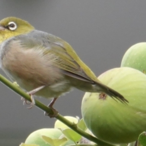 Zosterops lateralis at Hughes, ACT - 5 Mar 2019