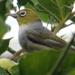 Zosterops lateralis at Hughes, ACT - 5 Mar 2019