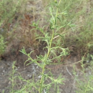 Dittrichia graveolens at Symonston, ACT - 8 Mar 2019