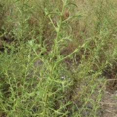 Dittrichia graveolens at Symonston, ACT - 8 Mar 2019