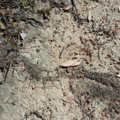 Papyrius nitidus (Shining Coconut Ant) at Symonston, ACT - 8 Mar 2019 by Mike