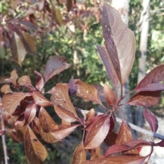 Prunus cerasifera (Cherry Plum) at Isaacs, ACT - 5 Mar 2019 by Mike