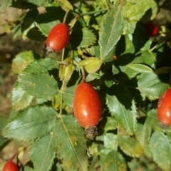 Rosa canina (Dog Rose) at Jerrabomberra, ACT - 5 Mar 2019 by Mike