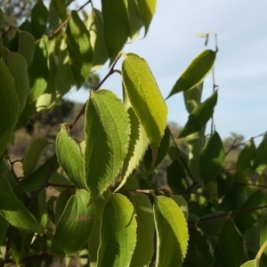 Celtis australis at Isaacs Ridge - 5 Mar 2019 05:21 PM