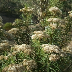 Cassinia aculeata subsp. aculeata at Tuggeranong DC, ACT - 5 Mar 2019