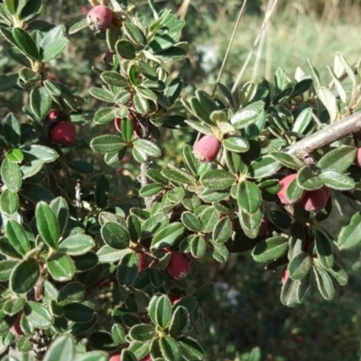 Cotoneaster rotundifolius (A Cotoneaster) at Jerrabomberra, ACT - 5 Mar 2019 by Mike